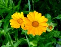 Calendula officinalis, pot marigold flower and leaves on a blurred background Royalty Free Stock Photo