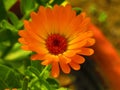 Beautiful flower Calendula officinalis, the pot marigold, ruddles, common marigold or Scotch marigold. Royalty Free Stock Photo
