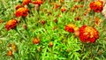 Marigold flowers with green leaves in field Royalty Free Stock Photo