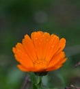 Calendula officinalis, the pot marigold, ruddles, common marigold or Scotch marigold Royalty Free Stock Photo