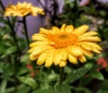 Calendula officinalis with water drops Royalty Free Stock Photo