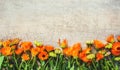 Calendula officinalis on wooden background. Royalty Free Stock Photo