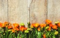Calendula officinalis on wooden background. Royalty Free Stock Photo