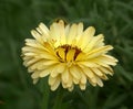 Village garden orange double yellow flowers Calendula 