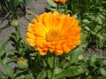 Calendula orange flower and buds