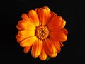 Calendula orange flower isolated on black background