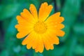 Calendula orange flower with water drops closeup