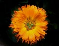 Calendula orange Royalty Free Stock Photo