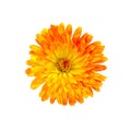 Calendula orange-yellow