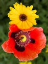 Calendula and Poppy Royalty Free Stock Photo