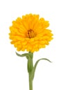 Calendula (Pot Marigold) Flower Isolated on White Background Royalty Free Stock Photo