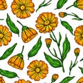 Calendula Seamless Pattern. Isolated Medical Flower And Leaves.