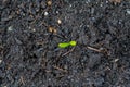 Calendula seedling, showing green leaves growing out of dark compost soil in spring time, in a real garden, direct sown