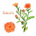 Calendula stem with flowers and leaves, separate flower, isolated on white background hand painted watercolor illustration Royalty Free Stock Photo