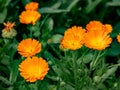 Flower with leaves Calendula Calendula officinalis, pot, garden Royalty Free Stock Photo