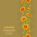 Calendula vector background