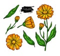 Calendula vector drawing. Isolated medical flower and leaves. He