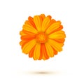 Calendula vector illustration isolated. One calendula flower