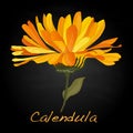 Calendula vector illustration