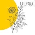 Calendula vector sketch botanical herb plant