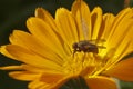 Calendula with water drops and a fly Royalty Free Stock Photo