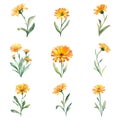 Calendula.Watercolor calendula flowers set. Hand painted illustration. Royalty Free Stock Photo