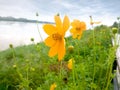 Calendula Yellow flowers beside Mekong River under the bright sky Royalty Free Stock Photo