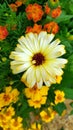 Calendula. Yellow marigold flower close-up. Beautiful yellow chrysanthemums grow in a flower bed in the garden Royalty Free Stock Photo