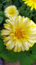 Calendula. Yellow marigold flower close-up. Beautiful yellow daisies grow in a flower bed in the garden Royalty Free Stock Photo