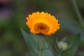 Calenduleae is a flowering plant tribe of the family Asteraceae.