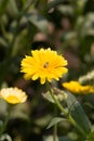 Calenduleae is a flowering plant tribe of the family Asteraceae.