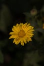Calenduleae is a flowering plant tribe of the family Asteraceae.