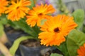 Calenduleae Osteospermum daisy bushes flower