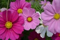 Calenduleae Osteospermum daisy bushes flower