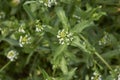 Calepina irregularis in bloom Royalty Free Stock Photo