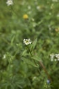 Calepina irregularis in bloom Royalty Free Stock Photo