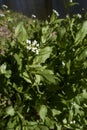 Calepina irregularis plant in bloom