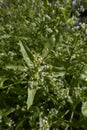 Calepina irregularis plant in bloom