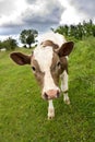 Calf white brown in grass on meadow in summer