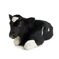 Calf Royalty Free Stock Photo