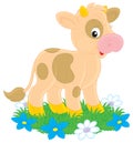 Calf Royalty Free Stock Photo