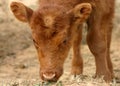 Calf Royalty Free Stock Photo