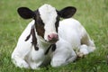 Calf Royalty Free Stock Photo