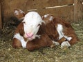 Calf