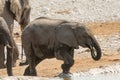 Calf of african elephant at a waterhole