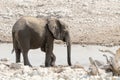 Calf of african elephant at a waterhole