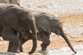 Calf of african elephant at a waterhole