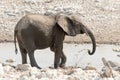 Calf of african elephant at a waterhole