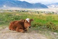 Calf on agriculture farm in summer, young cow relaxing in rural area Royalty Free Stock Photo