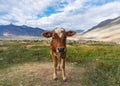 Calf on agriculture farm in summer, young cow relaxing in rural area Royalty Free Stock Photo